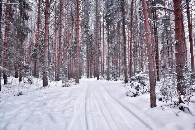 paisaje de carretera de invierno, hermosa vista de una carretera nevada