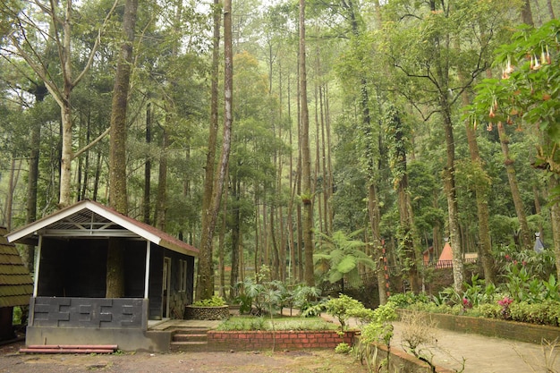 Foto paisaje de casa en bosque verde tropical