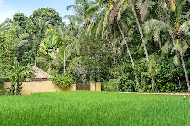 Paisaje con casa de campos de arroz y palmeras en un día soleado en la isla Bali Indonesia Naturaleza y concepto de viaje