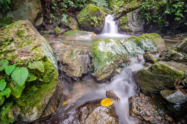 Paisaje de cascada en el bosque profundo