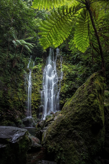 Paisaje de cascada escénica en el bosque profundo