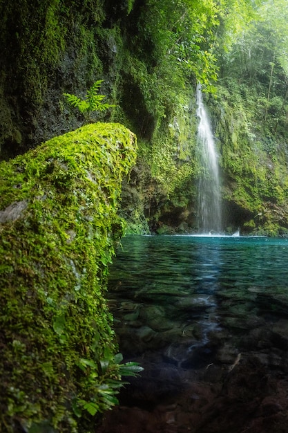 Paisaje de cascada escénica en el bosque profundo