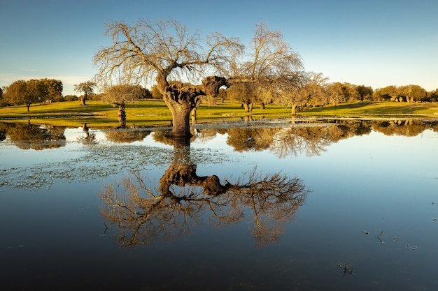 Paisaje cerca de Arroyo de la Luz. Extremadura España.