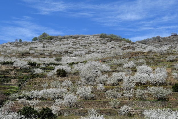 Paisaje de cerezos en flor, Valle del Jerte, España