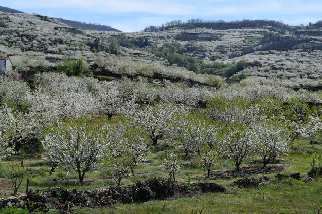 Paisaje de cerezos en flor, valle del jerte, españa