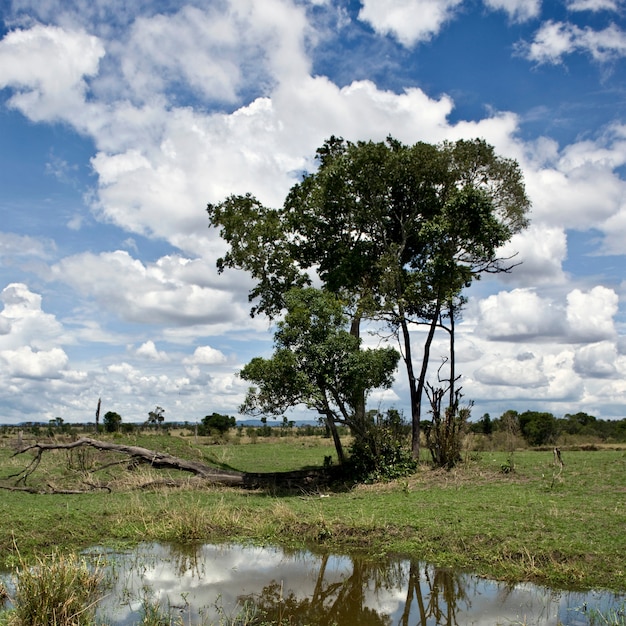 Paisaje con cielo azul nublado y árbol, Tanzania, África