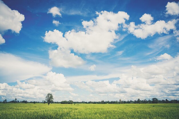 Paisaje de cielo con campos de arroz, suave estilo vintage pastel.