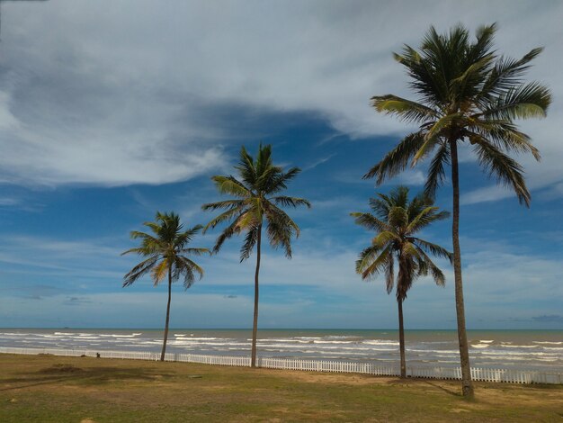 Paisaje de cocoteros en la playa de Barra do Coqueiros en Aracaju Sergipe