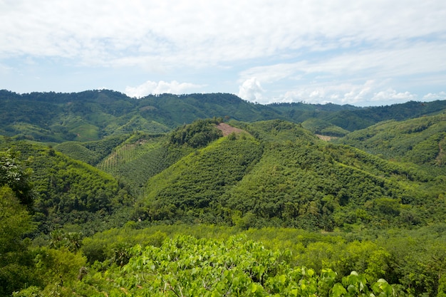 Paisaje de la colina de selva tropical