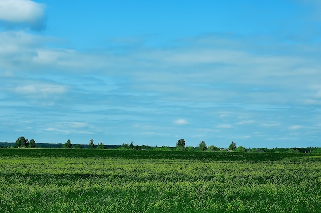 paisaje colinas con bosque