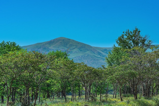 Paisaje de colinas de primavera en el prado floreciente de Daguestán y arboledas caducifolias