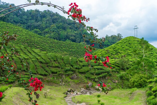 Paisaje de colinas verdes con campos de té.