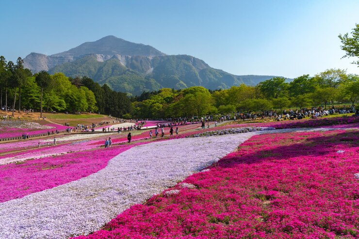 Paisaje de la colorida flor de musgo rosa Shiba Sakura Phlox Subulata en primavera en el parque Hitsujiyama