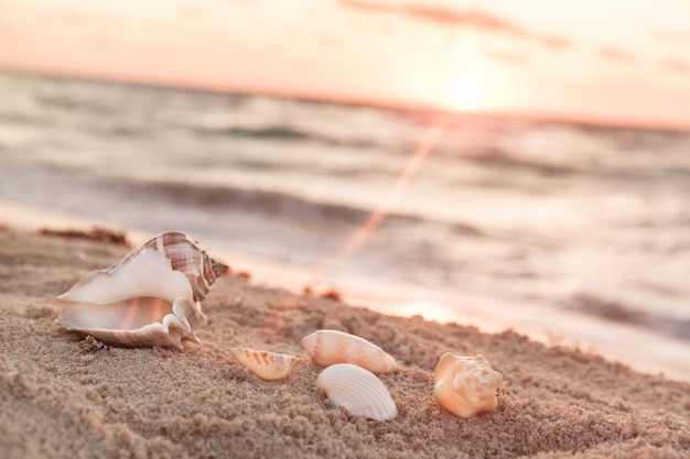 Paisaje con conchas en la playa tropical al amanecer