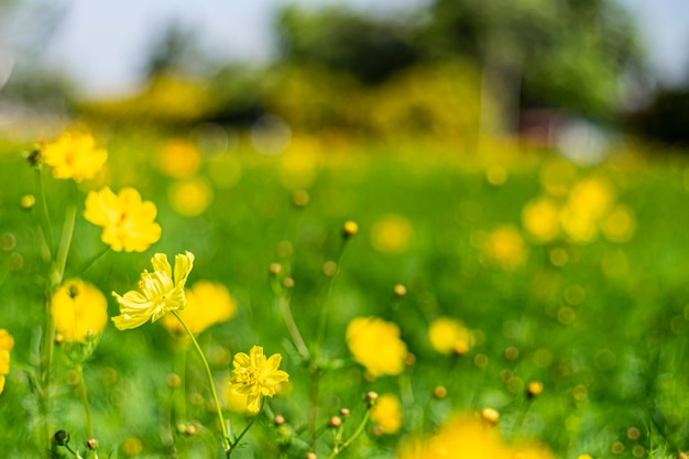 Paisaje con cosmos que representa el otoño. flor amarilla que florece en el campo, tono cálido vintage. Fondo de idea de concepto libre y alegre