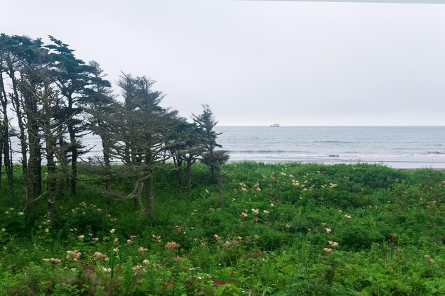 Paisaje costero de la isla Kunashir con pinos curvados por el viento