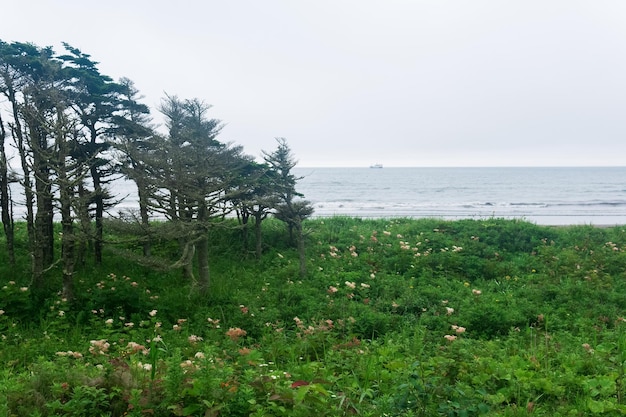 Paisaje costero de la isla Kunashir con pinos enanos curvados por el viento