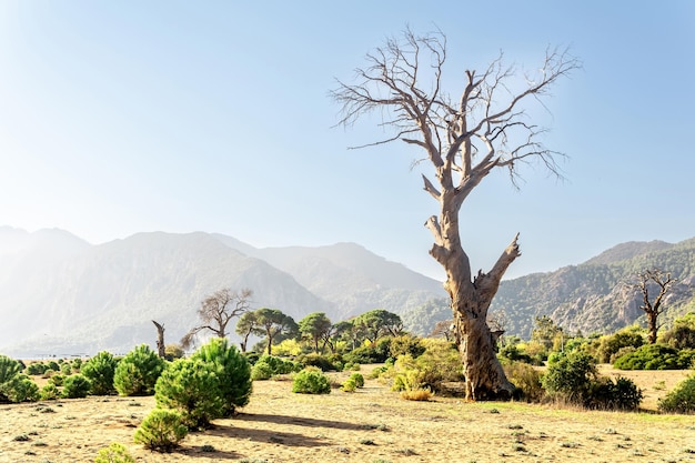 Paisaje costero tropical cerca de la aldea de Cirali en el Parque Nacional Olympos BeydaglarÄ ± en Turquía