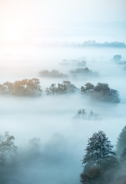 Paisaje cubierto de niebla