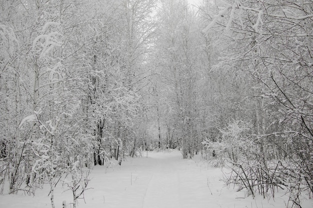 Paisaje cubierto de nieve en Rusia Abedules cubiertos de nieve en la noche helada Hermoso panorama de invierno Fantástico fondo de invierno Árboles cubiertos de nieve en el bosque de invierno con una carretera