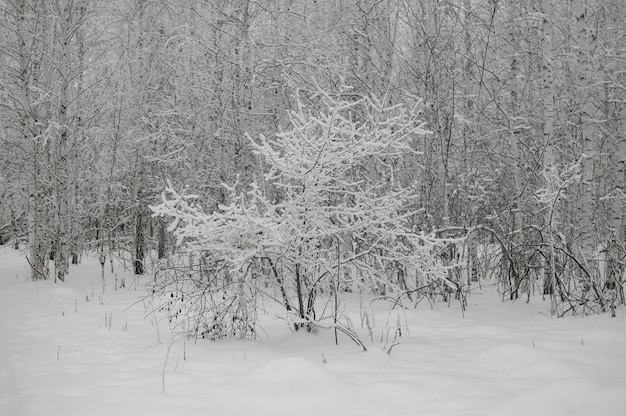 Paisaje cubierto de nieve en Rusia Abedules cubiertos de nieve en la noche helada Hermoso panorama de invierno Fantástico fondo de invierno Árboles cubiertos de nieve en el bosque de invierno con una carretera