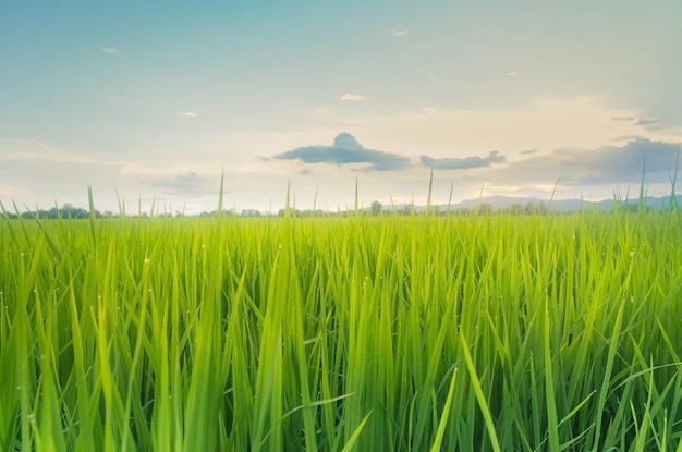 Foto paisaje de cultivos verdes y campo agricultura de agricultor con siembra de arroz planta joven y campo campo de arroz con puesta de sol y tierras de cultivo tailandia agricultura y granja en asia