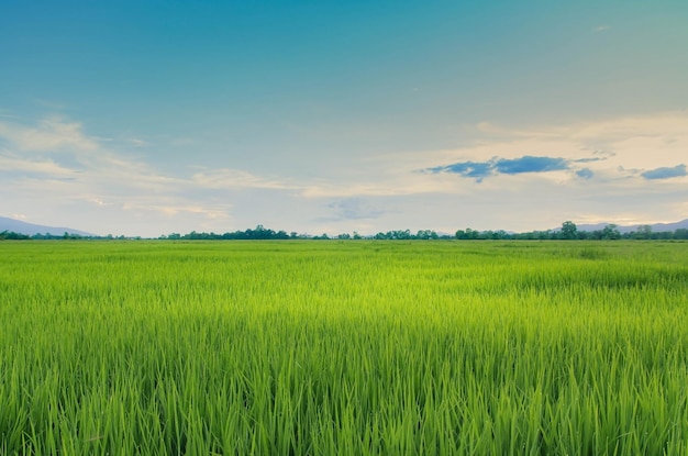 Paisaje de cultivos verdes y campo Agricultura de agricultor con siembra de arroz planta joven y campo Campo de arroz con puesta de sol y tierras de cultivo Tailandia agricultura y granja en Asia