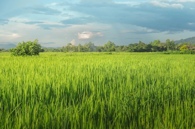 Paisaje de cultivos verdes y campo Agricultura de agricultor con siembra de arroz planta joven y campo Campo de arroz con puesta de sol y tierras de cultivo Tailandia agricultura y granja en Asia