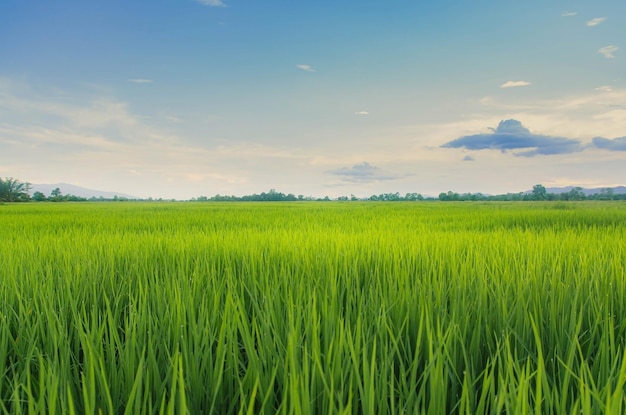 Foto paisaje de cultivos verdes y campo campo de arroz con puesta de sol y tierras de cultivo en tailandia