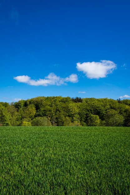 Foto paisaje danés en verano vistas de verano