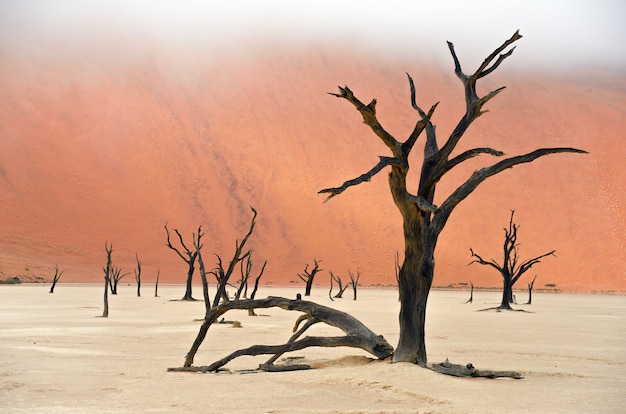 Foto paisaje de dead vlei, sossusvlei, desierto de namib, namibia, sudáfrica
