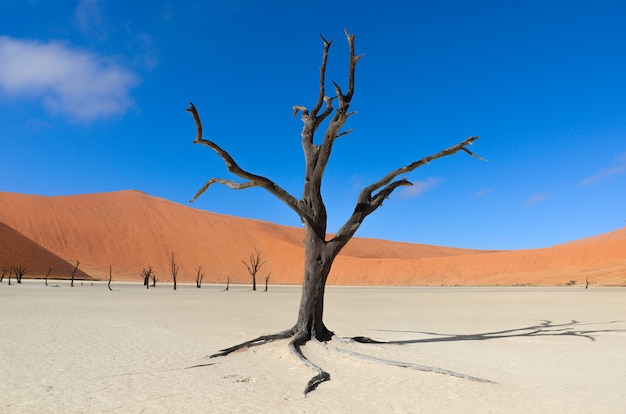 Paisaje de Dead Vlei, Sossusvlei, desierto de Namib, Namibia, Sudáfrica