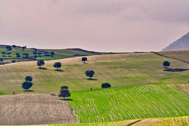 Paisaje de la dehesa cerealistica de la Sierra Oriental de Granada - España