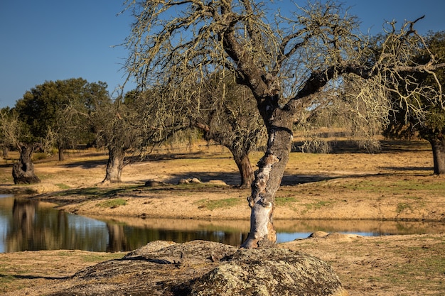 Paisaje de la Dehesa de la Luz Extremadura España