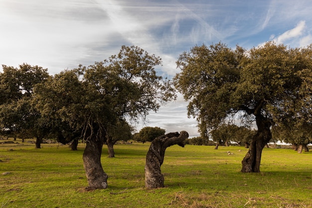 Paisaje en la Dehesa de la Luz