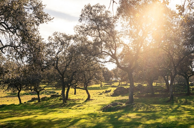 Paisaje de una dehesa verde en un buen día de invierno con rayos de sol. Campo en la comunidad autónoma de Andalucía, España