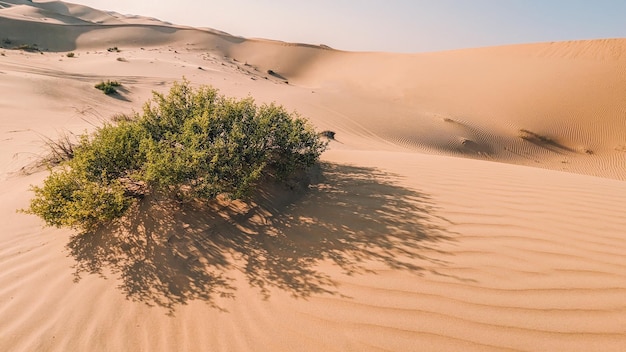 Un paisaje desértico con un arbusto en primer plano y las dunas de arena al fondo.
