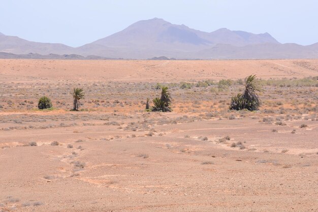 Foto paisaje desértico seco