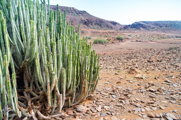 Paisaje de desierto natural con enormes cactus verdes y montañas rocosas