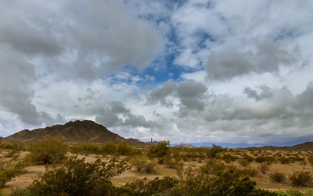 Paisaje del desierto en Phoenix, Arizona cactus en la montaña