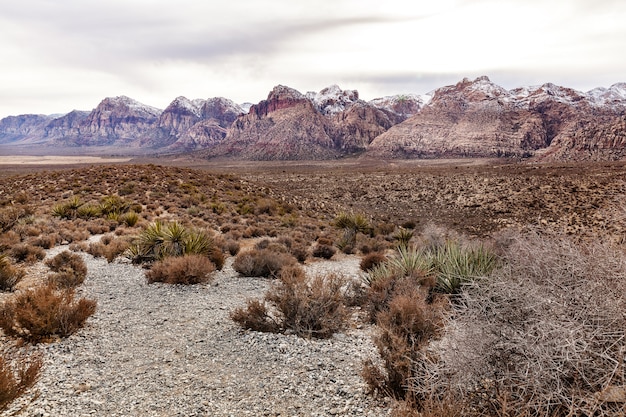 Paisaje del desierto en Red Rock Canyon, EE.UU.