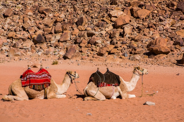 Paisaje del desierto de Wadi Rum en Jordania. Concepto de viaje camello