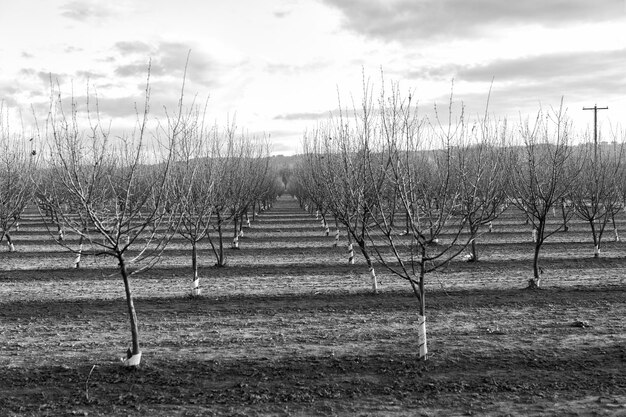 Paisaje desnudo de los árboles de la huerta en Oregon los E.E.U.U.