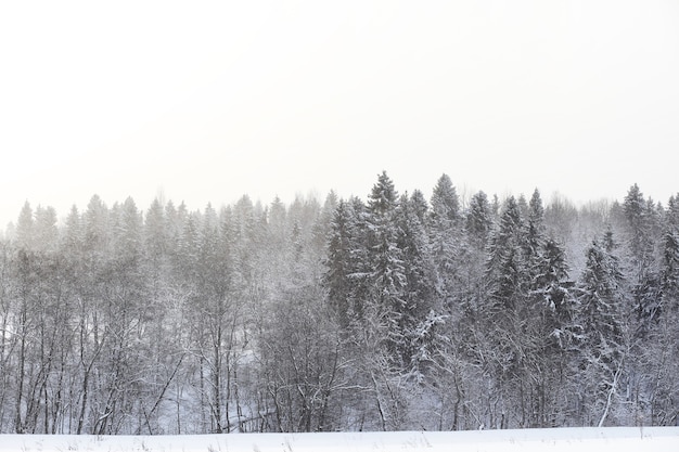 Paisaje en el día nublado de invierno de campos y bosques cubiertos de nieve