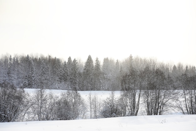 Paisaje en el día nublado de invierno de campos y bosques cubiertos de nieve