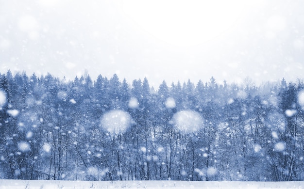 Paisaje en el día nublado de invierno de campos y bosques cubiertos de nieve