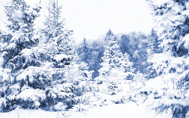 Paisaje en el día nublado de invierno de campos y bosques cubiertos de nieve