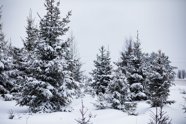 Paisaje en el día nublado de invierno de campos y bosques cubiertos de nieve