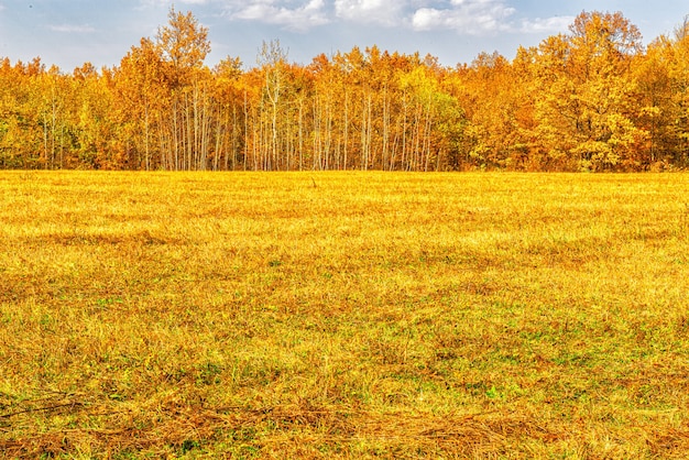 Paisaje diurno de otoño del borde del bosque.