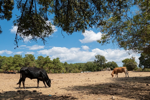 Paisaje con dos vacas descansando